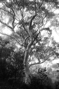 BKW106 Scribbly Gum, Blue Mountains National Park NSW